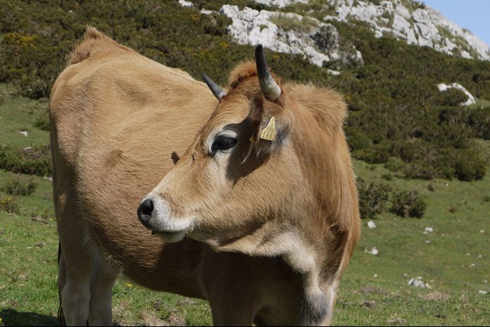 Una vaca precavida